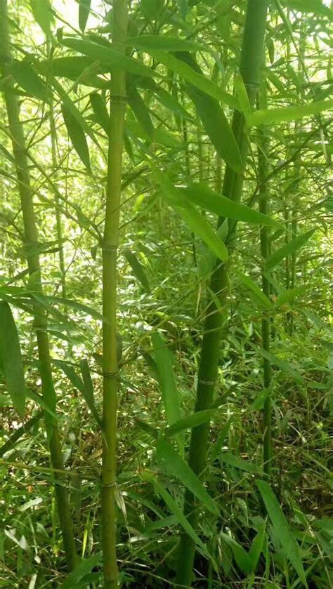 竹子品種 老婆出軌懷孕